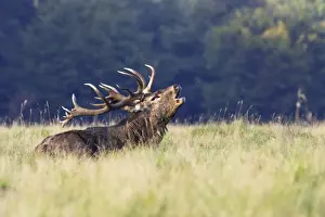 Red Deer - male - Dyrehaven Park Copenhagen