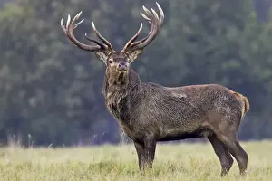 Red Deer - male - Dyrehaven Park Copenhagen