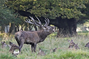 Images Dated 26th September 2006: Red Deer - male & female - Dyrehave Park Copenhagen Denmark