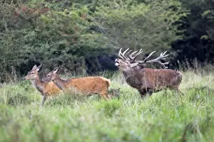Red Deer - male and female- Dyrehaven Park Copenhagen