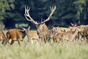 Red Deer - male and females - Dyrehaven Park Copenhagen