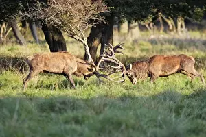 Red Deer - male fighting - Dyrehaven Park Copenhagen