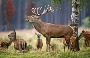 Red Deer - male in rutting season roaring