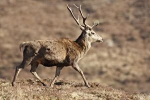 Images Dated 19th February 2008: Red Deer - male. Scottish Moor - Aviemore - Scotland