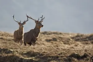 Red Deer - male. Scottish Moor - Aviemore - Scotland