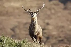 Moorlands Prints: Red Deer - male. Scottish Moor - Aviemore - Scotland