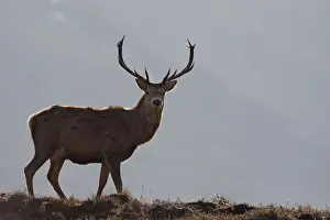 Moorlands Prints: Red Deer - male. Scottish Moor - Aviemore - Scotland