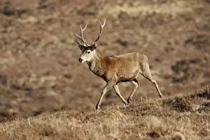 Moorlands Prints: Red Deer - male. Scottish Moor - Aviemore - Scotland