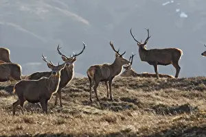 Moorlands Prints: Red Deer - male. Scottish Moor - Aviemore - Scotland