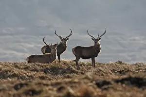 Moorlands Prints: Red Deer - male. Scottish Moor - Aviemore - Scotland