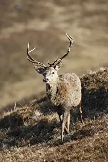 Red Deer - male. Scottish Moor - Aviemore - Scotland