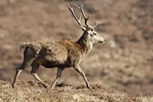 Red Deer - male. Scottish Moor - Aviemore - Scotland