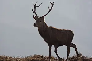 Red Deer - male. Scottish Moor - Aviemore - Scotland