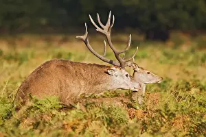 Mate Prints: Red Deer - mating - Richmond Park UK 14968