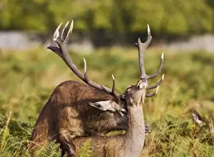Mate Prints: Red Deer - mating - Richmond Park UK 14969