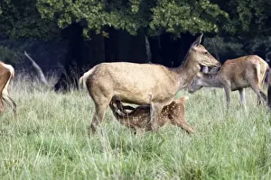Hinds Prints: Red Deer - mother and young suckling - Dyrehaven Park Copenhagen
