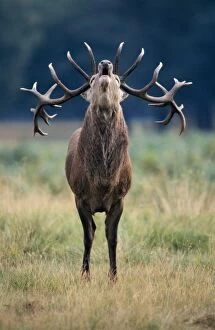 Red Deer - Roaring stag in rut
