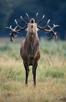 Images Dated 10th March 2005: Red Deer - Roaring stag in rut UK