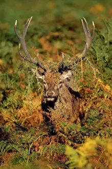 Deer Prints: Red Deer - roaring stag in rut UK