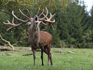 Images Dated 9th October 2010: Red Deer - in rut - buck belling
