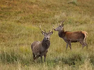 UK Wildlife Prints: Red Deer - Scottish Highlands - Scotland