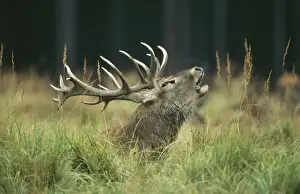 Roaring Prints: Red Deer SM 1233 Stag Roaring Cervus elaphus © Stefan Meyers / ARDEA LONDON