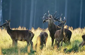 Red Deer SM 1554 In field Cerus elaphus © Stefan Meyers / ARDEA LONDON
