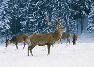 Red Deer SM 190 In snow Cervus elaphus &copy; Stefan Meyers / ARDEA LONDON