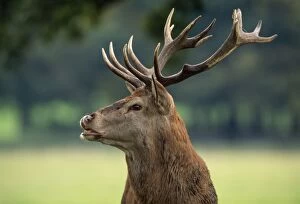 Red Deer - stag with antlers