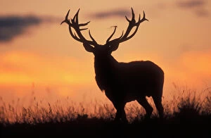 Red Deer - stag, autumn evening sky