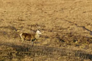 Wait Prints: Red Deer - Stag and Autumn Moorland - Scotland - UK MA002337