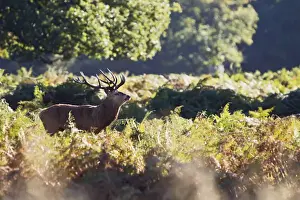 Red Deer - Stag in bracken - Richmond Park UK 14949