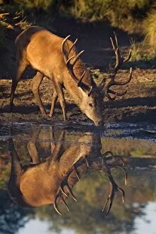 Red Deer - stag coming down to a water hole for a drink of water