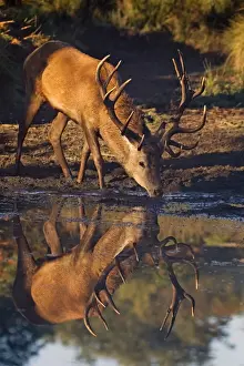 Deer Prints: Red Deer - stag coming down to a water hole for a drink of water - Richmond Park - London - England