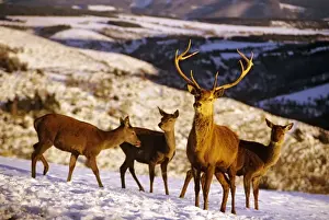 Hinds Prints: Red Deer - Stag with three does in snow - France JFL00315