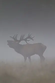 Even Toed Ungulate Prints: Red Deer stag fog 36