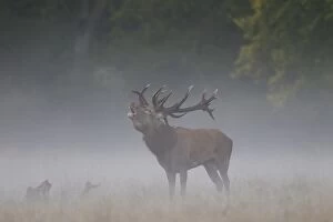 Red Deer stag fog Red Deer stag in morning mist Denmark