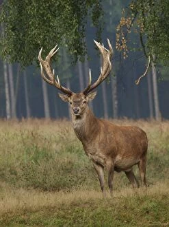 UK Wildlife Collection: Red deer - stag. Germany