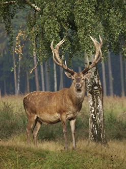 Images Dated 18th February 2009: Red deer - stag. Germany