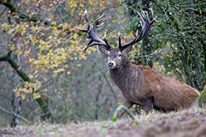 Images Dated 5th December 2012: Red Deer - stag. Haute Saone, France