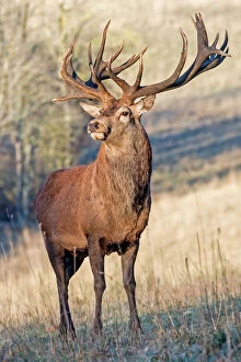 Stag Gallery: Red Deer - stag. Haute Saone, France