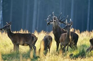 Red DEER - stag and hinds, in field