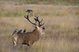 Images Dated 29th September 2009: Red Deer - stag with jackdaws searching fir for ticks - Richmond Park UK 007862