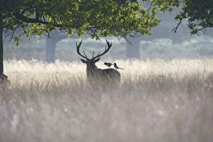 Images Dated 29th September 2009: Red Deer - stag with magpies on back searching fir for ticks - Richmond Park UK 007853