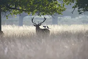 Co Operation Prints: Red Deer - stag with magpies on back searching fir for ticks - Richmond Park UK 007853