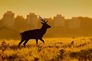 Deers Prints: Red Deer - stag in mist at sunrise - Richmond Park UK 14983