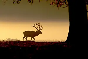 Red Deer - stag in mist at sunrise - Richmond Park UK 15024