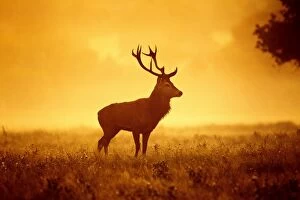 Images Dated 14th October 2011: Red Deer - Stag at misty sunrise - Richmond Park UK 14974