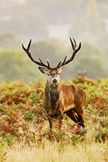 Images Dated 14th October 2011: Red Deer - Stag at misty sunrise - Richmond Park UK 14979
