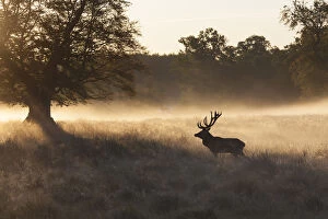 Stag Gallery: Red Deer - stag in morning mist - Denmark